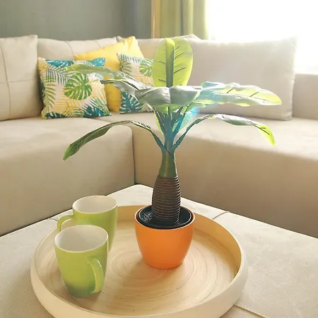 City Home Timisoara * Temešvár